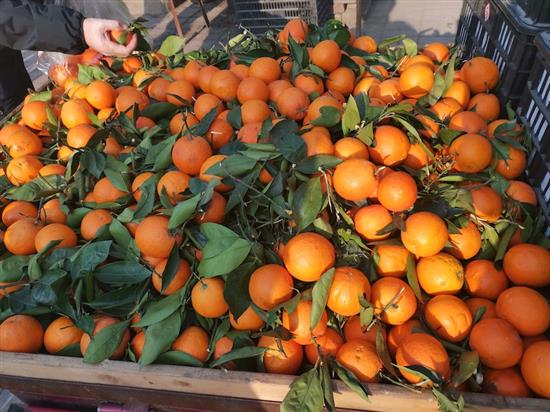 “橘柚秋黄，川地胜事也。”重庆本土出产的春节脐橙。